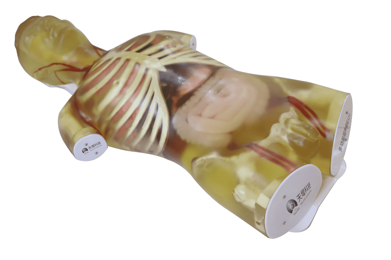 Adult Ultrasound Torso Simulator-Transparent